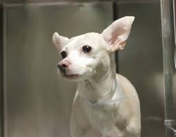 Elektra A1076505 Animals Animal Rescue Chihuahua Love
