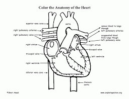 Components of digestive system worksheet coloring page. Veins And Arteries Coloring Pages Coloring Home
