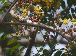 Image result for Agelaea pentagyna