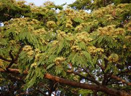 Image result for Albizia adianthifolia