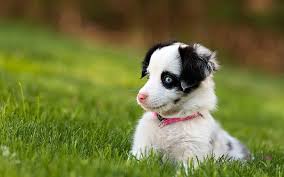 She comes from a long line of proven working dogs and she is extremely smart. Hd Wallpaper Blue Merle Border Collie Puppy Dog Look Surprise Beautiful Wallpaper Flare