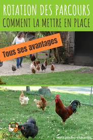 La Rotation Des Parcours Tous Les Avantages Pour Vos Poules Poulets De Basse Cour Filet Poule Poule