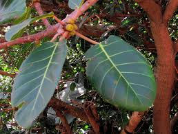Image result for Ficus lutea