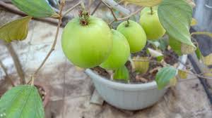 What is a ju ju berry tree?. How To Grow Jujube Fruit Or Apple Ber Tree Easily In Container On Terrace Youtube