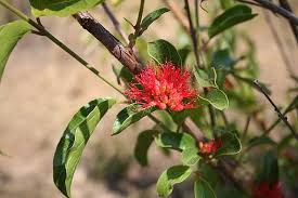 Image result for Combretum microphyllum