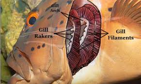 Fish Gills Labeled Fish Anatomy Fish Anatomy