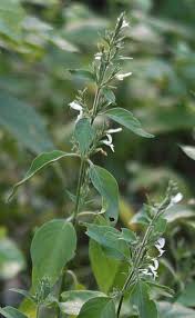 Image result for Hypoestes forskaolii