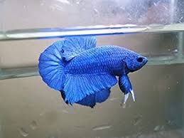 #drseuss@books_for_kids #seuss@books_for_kids pdf #txtbook@books_for_kids #audiobook@books_for_kids mp3 #fish@books_for_kids #китайский@books_for_kids. Amazon Com Plakat Betta Fish Super Blue Hmpk Male Pet Supplies