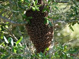 We did not find results for: Inside The Bee Hive How Bees Make Honey Dengarden