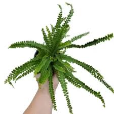 Image result for Barleria galpinii