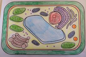 Maybe you would like to learn more about one of these? Plant Cell Labeling In Spanish Targeted Set Diagram Quizlet