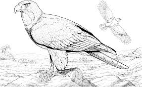 Download and print these realistic bird coloring pages for free. Realistic Bald Eagle Coloring Pages Bird Coloring Pages Coloring Pages Inspirational Coloring Pages
