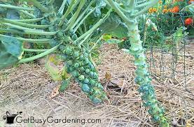 This will encourage the growth of healthy greens and high production of flowers and fruits. Fertilizing Your Vegetable Garden Everything You Need To Know