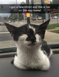 So Glad For This Beautiful Kitten Tap The Photo For More Cat Stories And Videos Catloverscommunity Beautiful Kittens Funny Animals Cat Stories