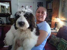 Saint Berdoodle St Berdoodle Bernadoodle Bernadoodle Puppy