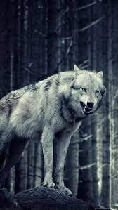 Ultra hd 4k wallpapers for desktop, laptop, apple, android mobile phones, tablets in high quality hd, 4k uhd, 5k, 8k uhd resolutions for free download. Wolf Iphone Wallpapers Top Free Wolf Iphone Backgrounds Wallpaperaccess