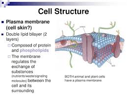 A rough endoplasmic reticulum (rer) b ribosomes c glycogen granules d vesicle e chromatin f nucleolus g nuclear envelope h the diagram above is of a generalised animal cell (but is perhaps most similar to a locomoting fibroblast or white blood cell (leukocyte)). Fundamental Units Of Life Cells Ppt Download