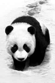 Black And White Cute Baby Panda Drawing Baby Panda Bw Black And White Photography Panda Bear Animals Animals Beautiful