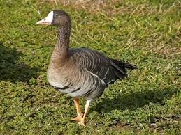 قائمة أهم أنواع الأوز في جميع أنحاء العالم بالصور سحر الكون