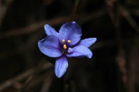 Image result for Aristea ecklonii