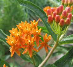 Image result for Asclepias