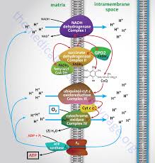 Importance OF Proteins in Our Life