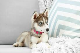 Check spelling or type a new query. Best Siberian Husky Breeders 2021 10 Places To Find Husky Puppies For Sale