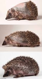 Hedgehog Lost Spikes Falling Down A Drain Where She Was Burned Animals Hedgehog Aloe Benefits