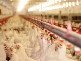 How To Improve Poultry Drinking Water Quality With
