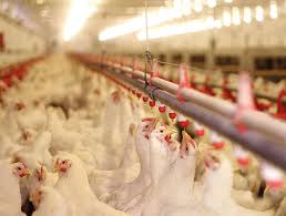 how to improve poultry drinking water quality with