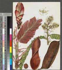 Image result for Brachystegia boehmii