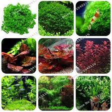 Aliexpress Aquatic Plant Seeds Aquarium Grass Planted Aquarium