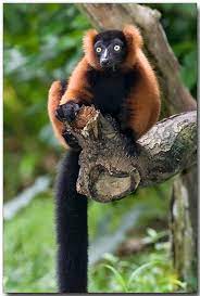 Red Ruffed Lemur By Doug J Lemur Animals Beautiful Rare Animals