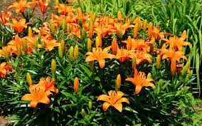 Care for plants growing in containers is exactly the same as caring for asiatic lily plants in the ground. Asiatic Lilies
