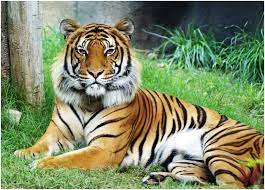 These are some of malaysia's beautiful and sadly endangered animals. What Is The National Animal Of Malaysia Whatsanswer