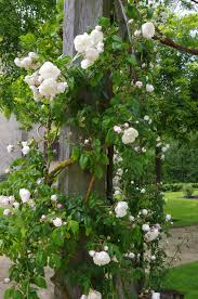 Rosier Aimee Vibert Rotonde De La Fontaine De Vie Jardin Medieval De La Fontaine De Vie Creation Alain Richert Label Jardin Remar Rozen Klaprozen Tuinieren