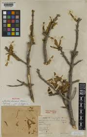 Image result for Anisotes