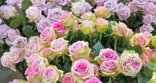 La quelle con fiori simili alle rose cinesi, come la reine victoria, oppure. Rose Antiche Rose