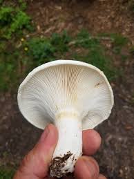 Image result for Clitopilus prunulus