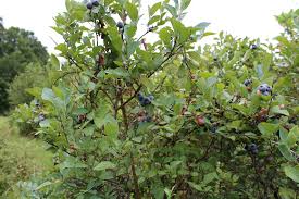 Maybe you would like to learn more about one of these? Blueberry Bush Size Depends On Type