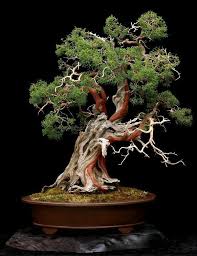 Gartengestaltung Bonsai Baum Garten Pflanzen Bonsai Pflanzen Bonsai Baum Baume Garten