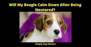 You can't expect too much from these dogs, since they are a breed that naturally possesses a great deal of energy and therefore needs to expend it in some way, whether it's running or playing with people and other animals. Will My Beagle Calm Down After Being Neutered Simplydogowners