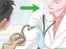 Change the water twice a week. 4 Ways To Care For Snakes Wikihow Pet