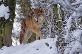 Tna Picture The Mongolian Wolf Canis Lupus Chanco Animals Wild Dog Facts Wolf Predator