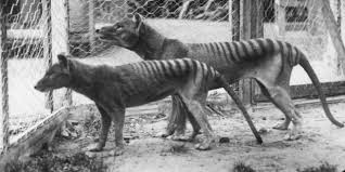 11 Animals That Are Now Extinct Thanks To Humans Extinct Animals Tasmanian Tiger Endangered Animals
