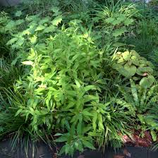 Image result for Shibataea kumasasa