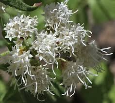Image result for Ageratina vernalis