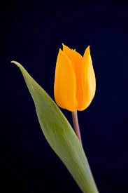Yellow Tulip Yellow Tulips Amazing Flowers Tulips Flowers