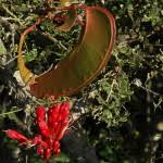 Image result for Schotia afra