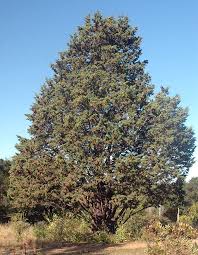 Image result for Cupressus